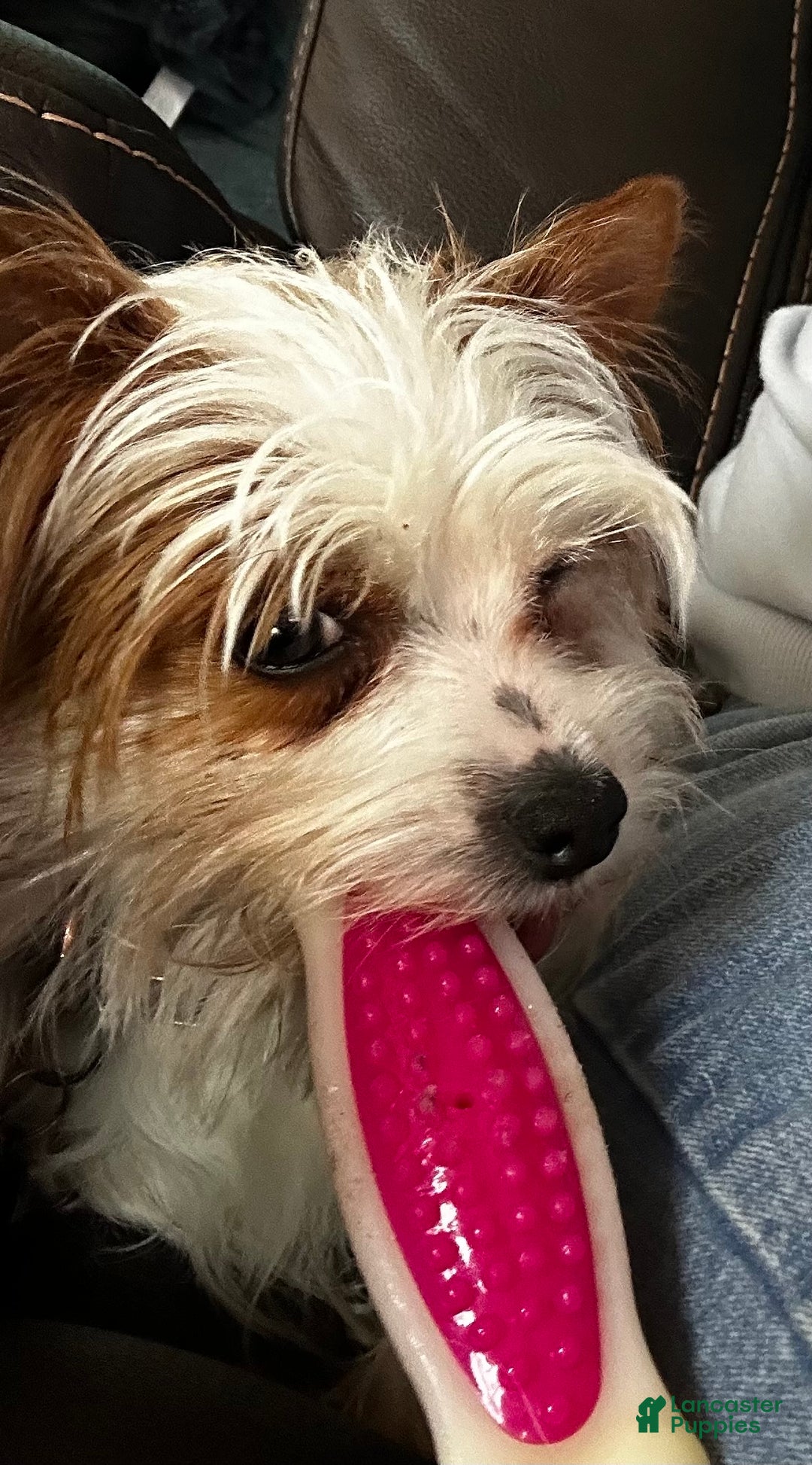 Gallery Image {{count}}