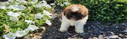 Shihpoo dogs for sale: Luigi - Ad 5