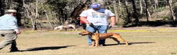 American Bulldog dogs for sale: American Bulldog Puppy 4 - Ad 3