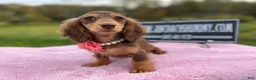 Miniature Dachshund dogs for sale: Import champion blood - Ad 16