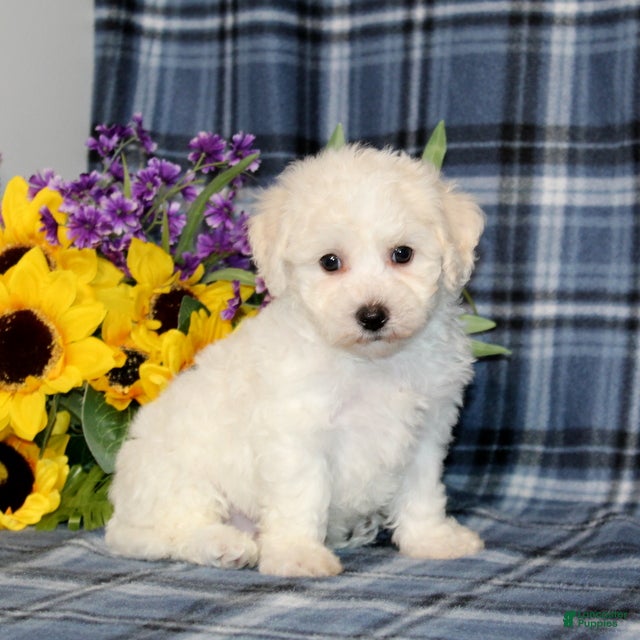 Bichon Frise dogs Fawn - Ad 1