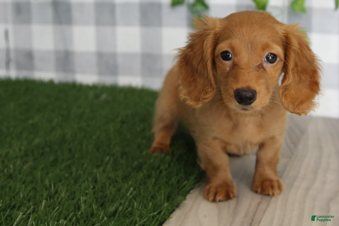 Dachshund dogs for sale: Taylor - Ad 1
