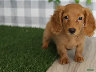 Dachshund dogs Taylor - Ad 29