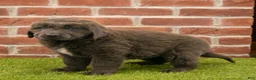 Newfoundland dogs for sale: Henry - Ad 3