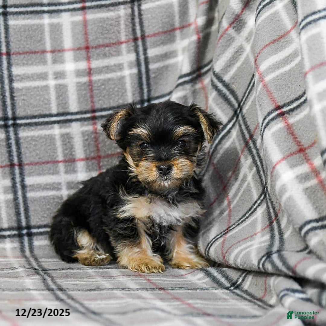 Morkie dogs for sale: Ziggy - Ad 3