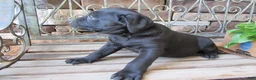 Labrador Retriever dogs for sale: Labrador Retriever Puppy 3 - Ad 5