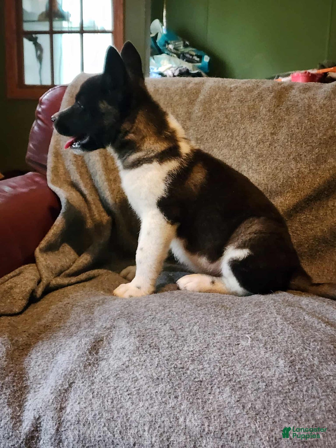 Akita dogs for sale: Akita Puppy Girl 5 - Ad 4