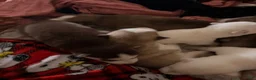 Siberian Husky dogs for sale: Siberian Husky 3 - Ad 4