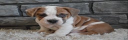 Mixed Breed dogs for sale: Tank  - Ad 3