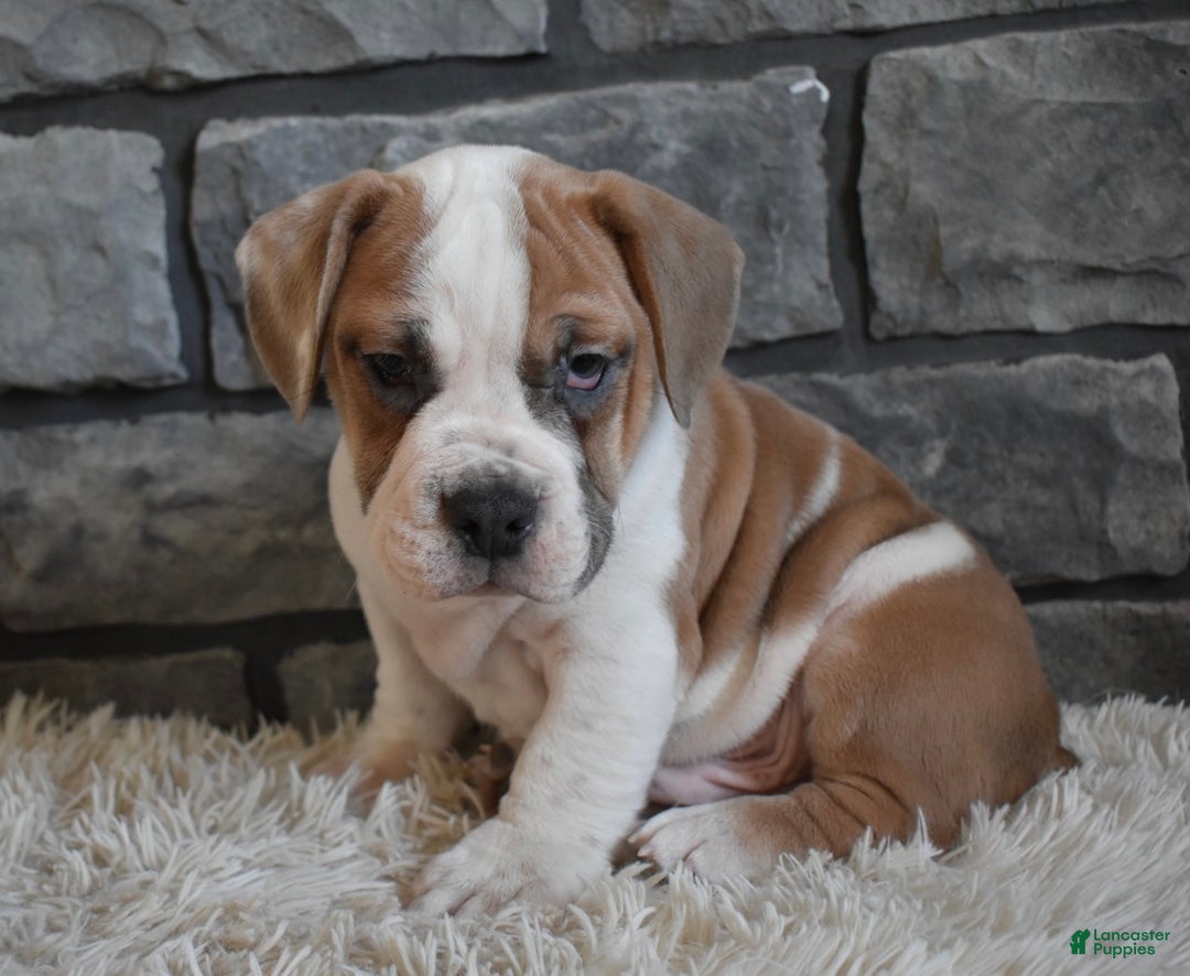 Mixed Breed dogs for sale: Tank  - Ad 3