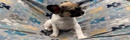 Frug dogs for sale: Olive - Ad 5
