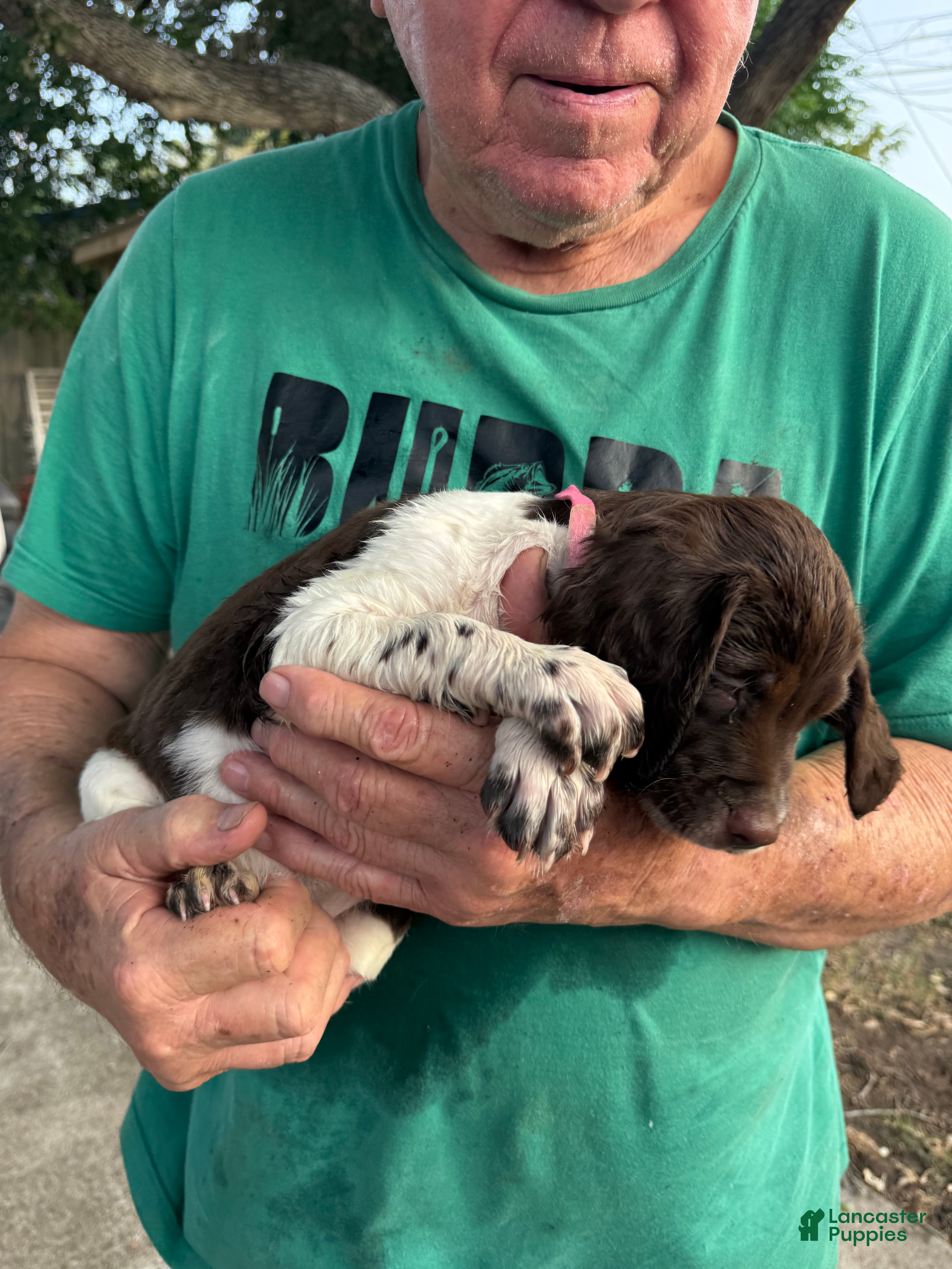 Brittany Spaniel dogs Candy - Ad 2