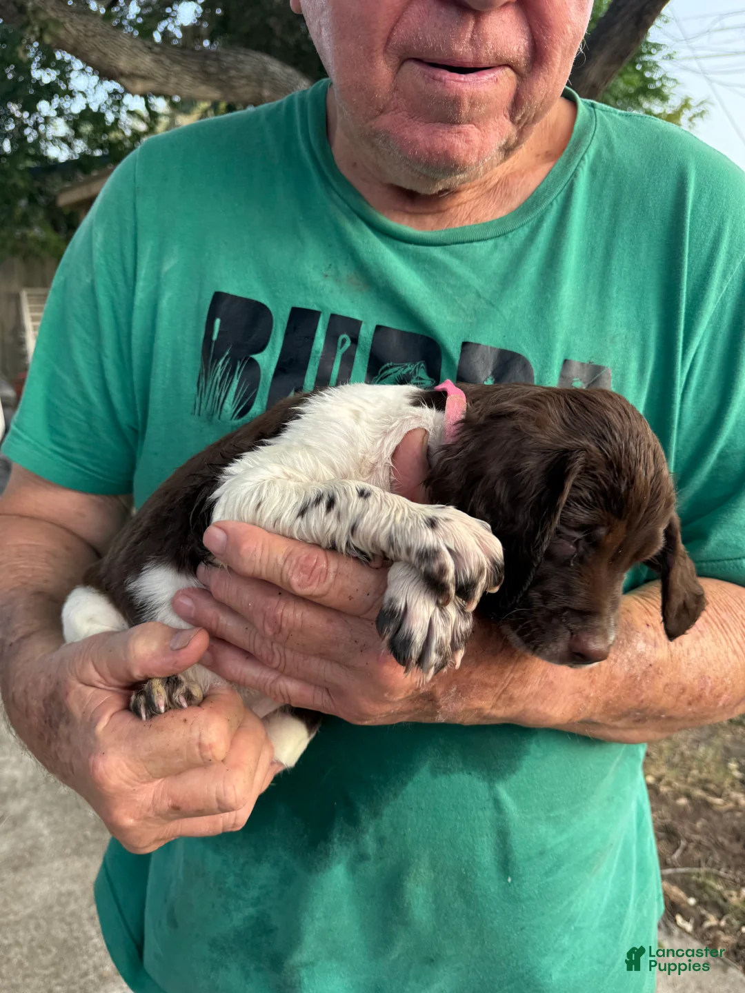 Brittany Spaniel dogs for sale: Candy - Ad 2