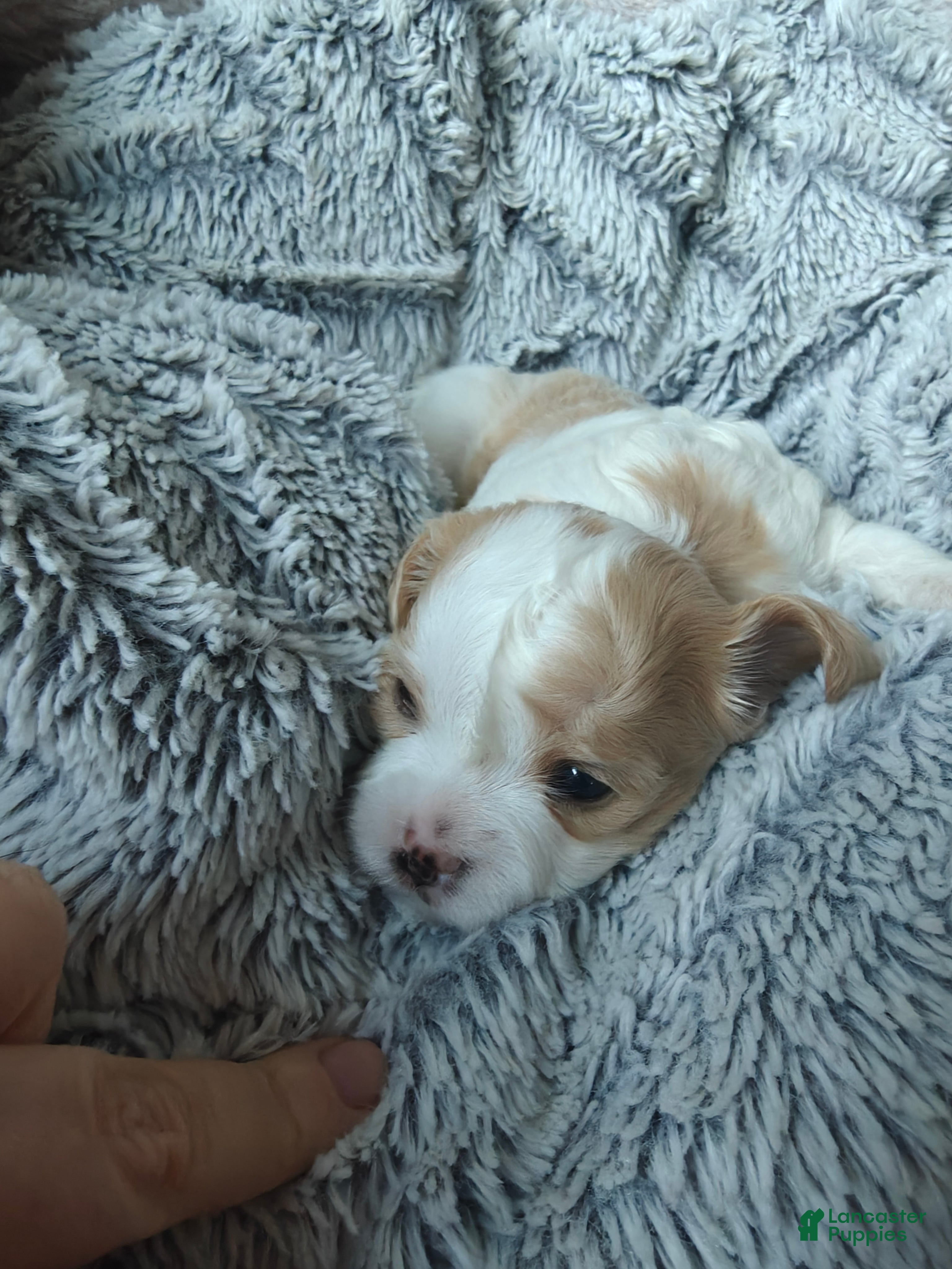 Mixed Breed dogs for sale: Pancake - Ad 3