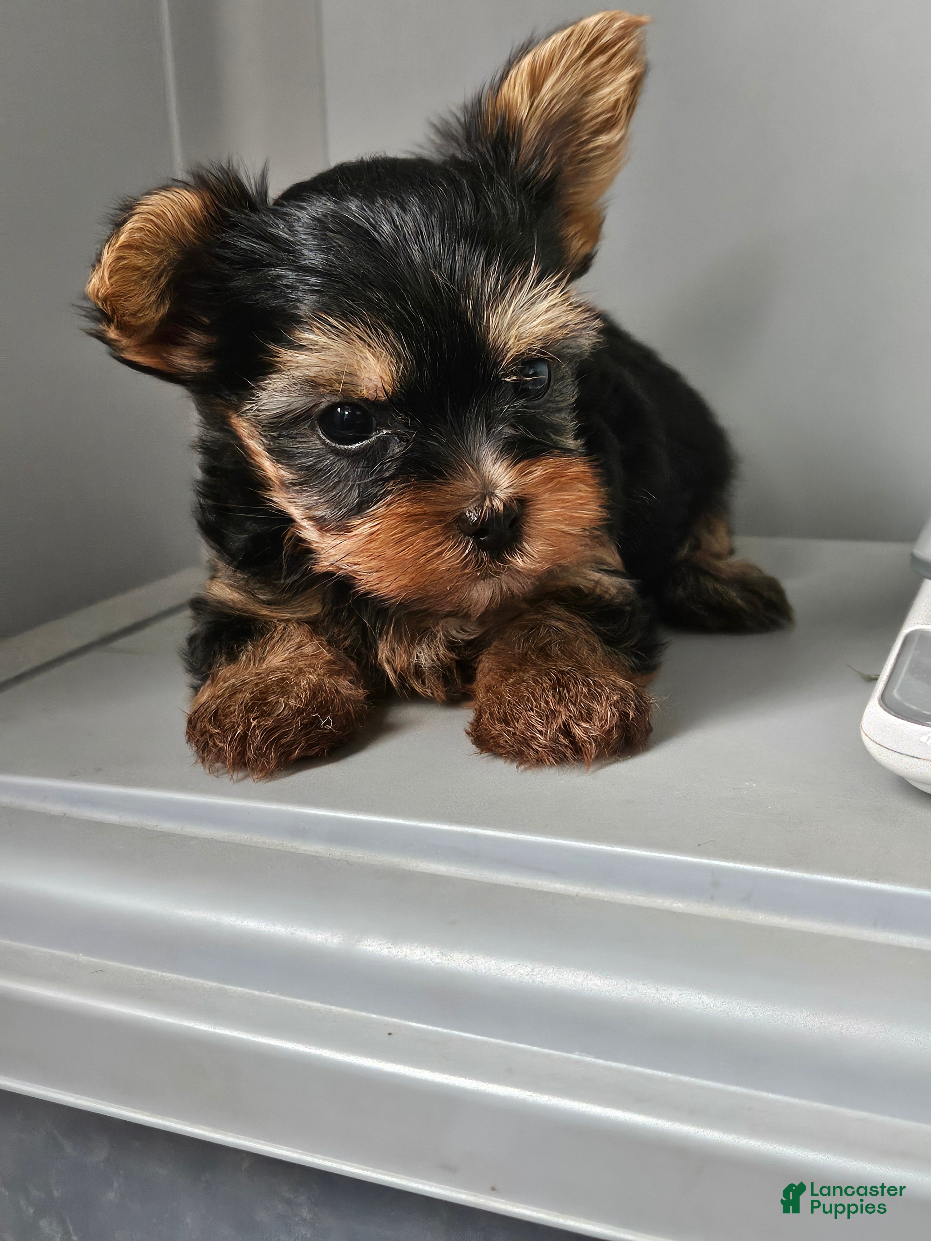 Mike Maltipoo Ckc Yorkie Puppies Yorkshire Terrier Puppies For