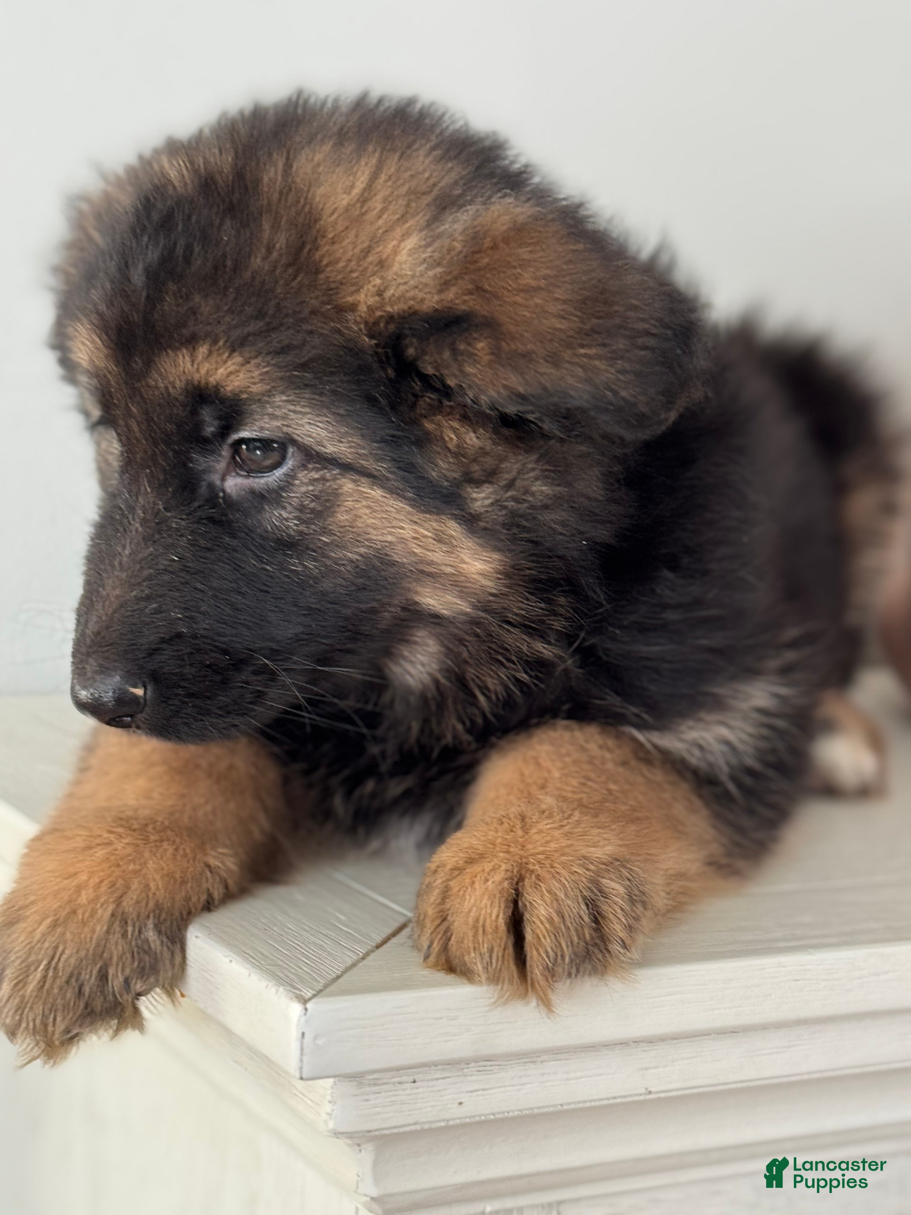 German Shepherd dogs Zara - Ad 2