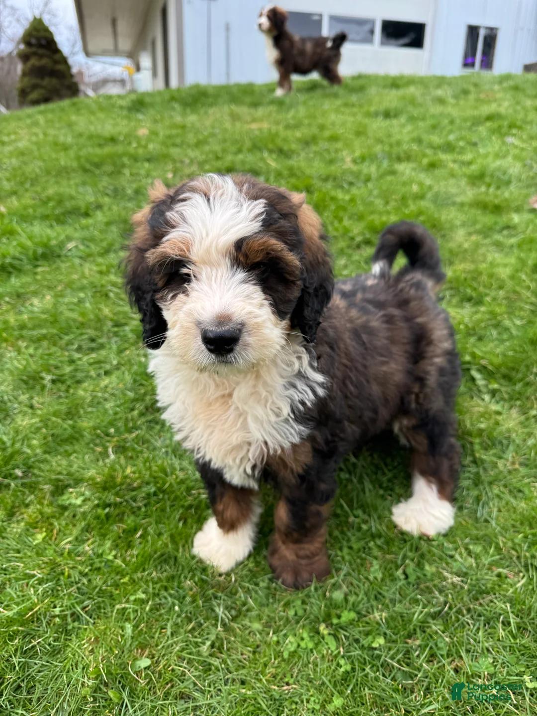 Bernedoodle dogs for sale: Eli - Ad 1