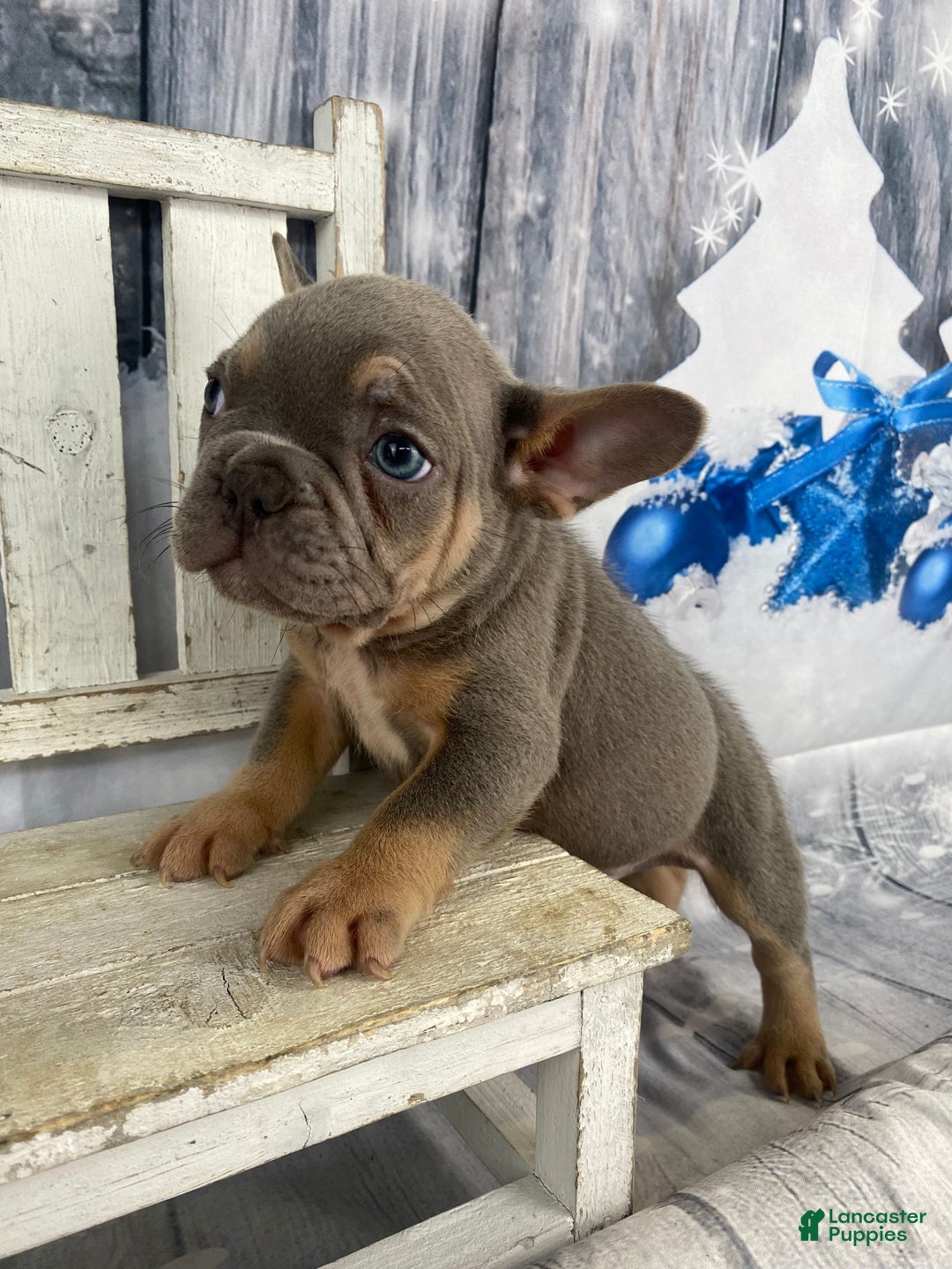 French Bulldog dogs for sale: Jasper - Ad 9