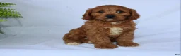 Cavapoo dogs for sale: Sugar - Ad 11