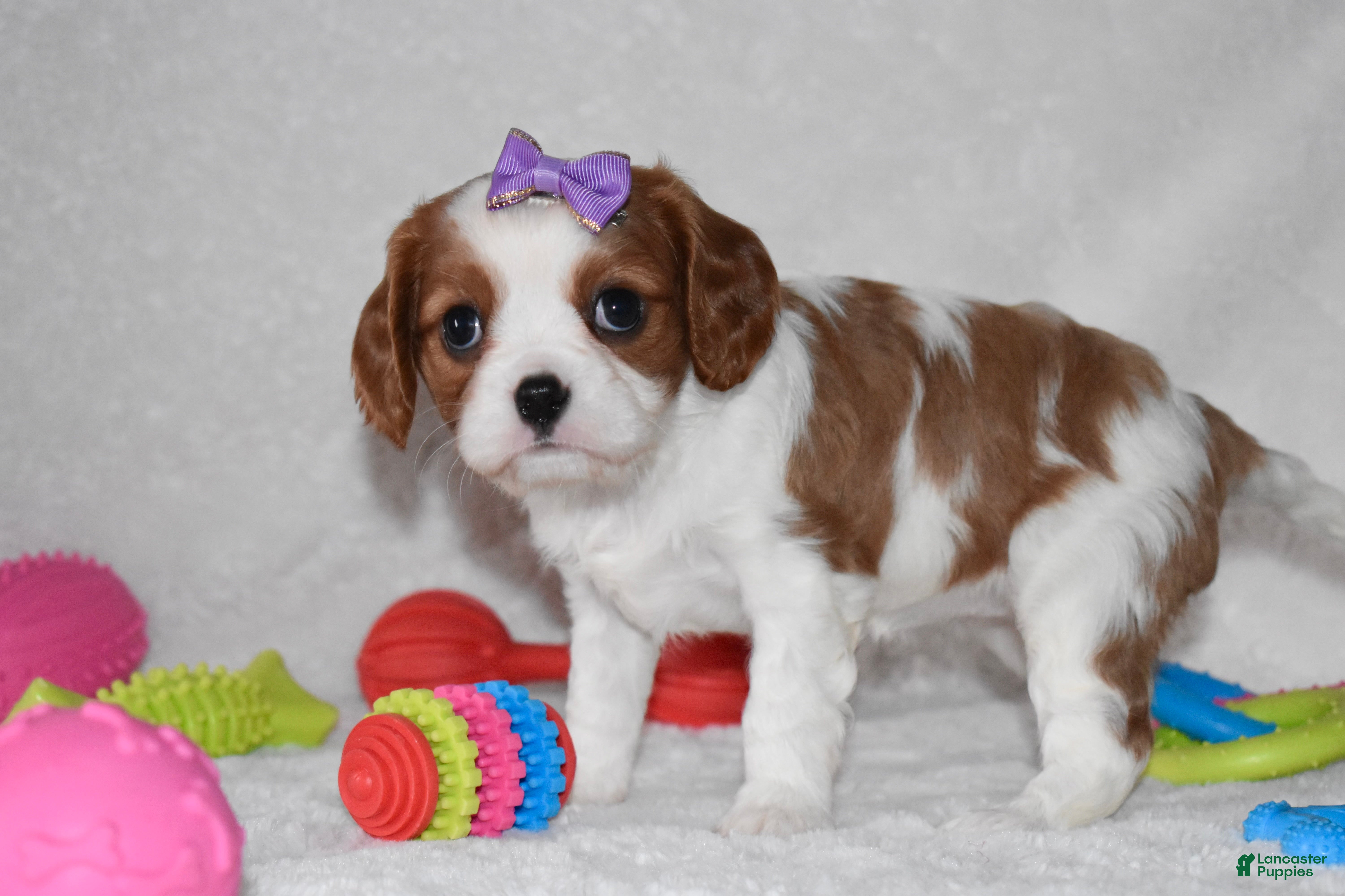 Cavalier King Charles Spaniel dogs Quilla  - Ad 25