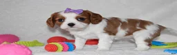 Cavalier King Charles Spaniel dogs for sale: Quilla  - Ad 1