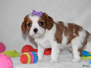 Cavalier King Charles Spaniel dogs Quilla - Ad 25