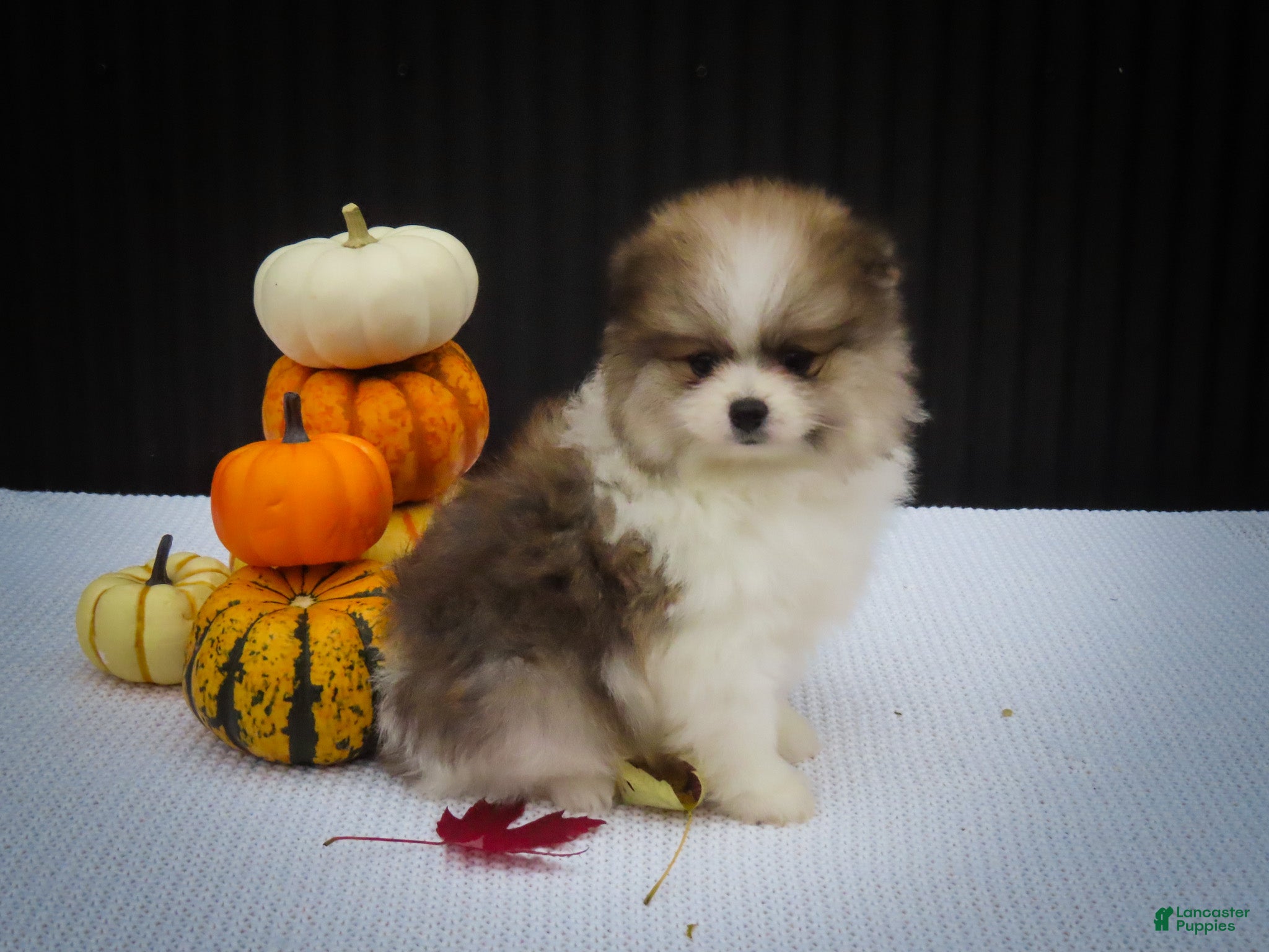 Pomeranian dogs Macey 🎀 - Ad 1
