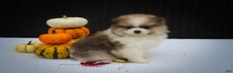 Pomeranian dogs for sale: Macey 🎀 - Ad 1