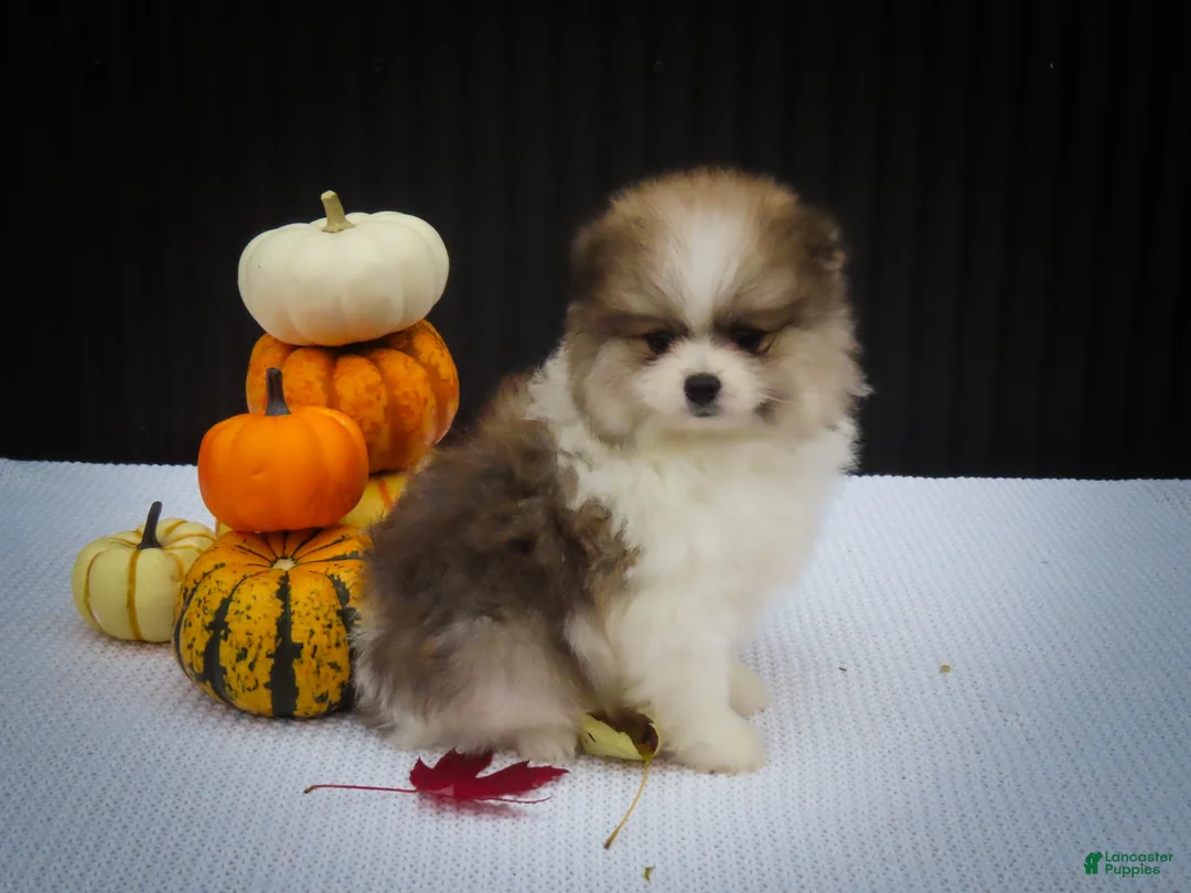 Pomeranian dogs for sale: Macey 🎀 - Ad 1