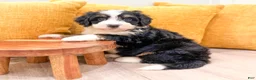 Mini Bernedoodle dogs for sale: Buddy - Ad 4