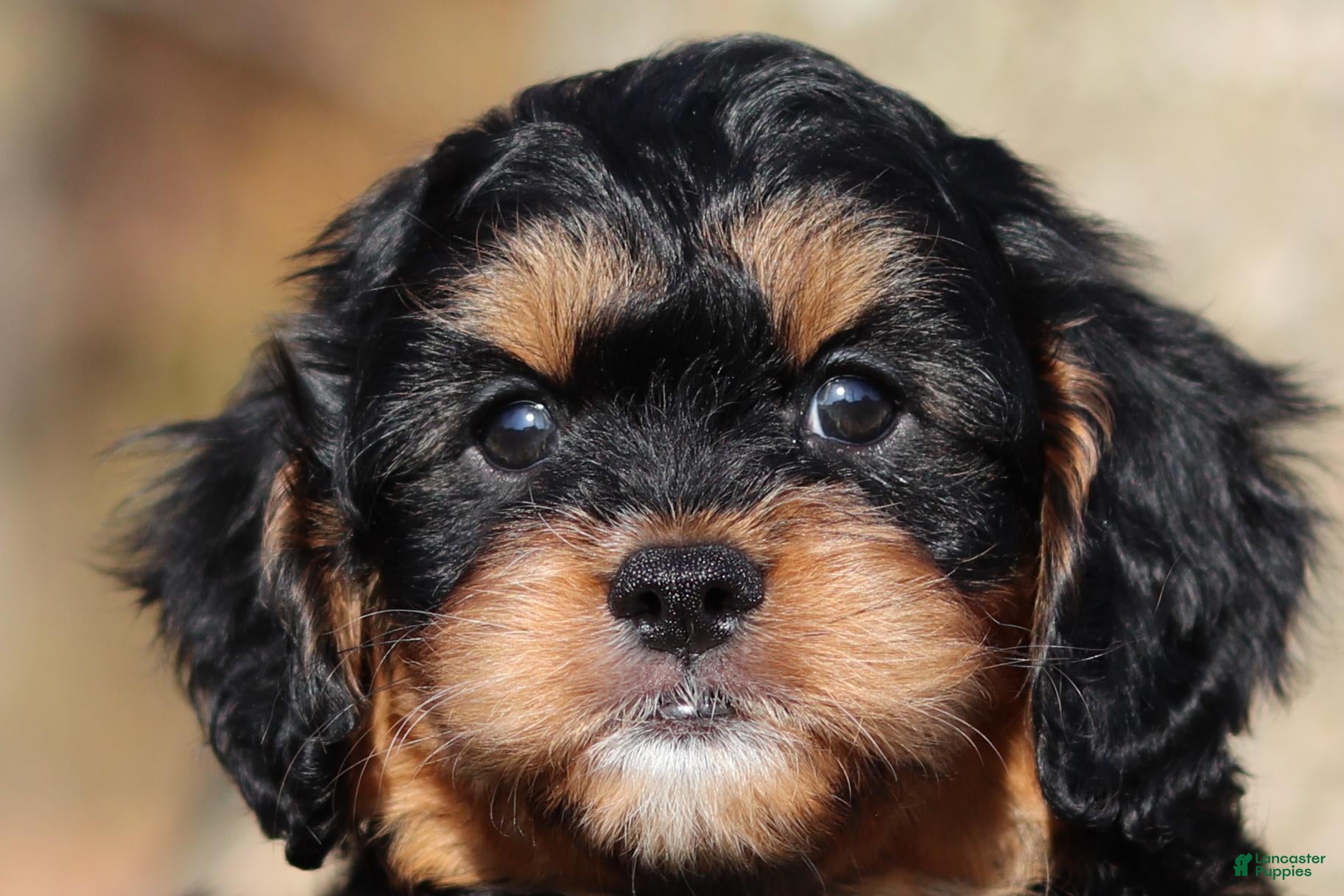 Cavapoo dogs for sale: Dax - Ad 1