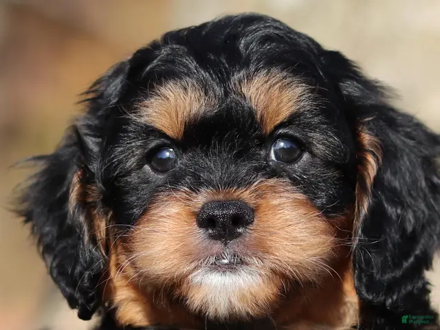 Cavapoo dogs for sale: Dax - Ad 1