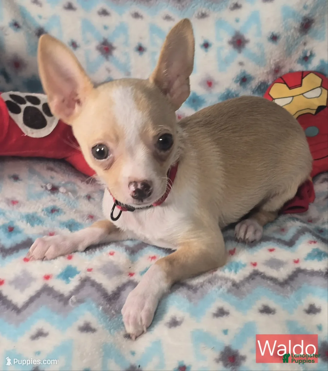 Chihuahua dogs for sale: Wally Boy - Ad 2