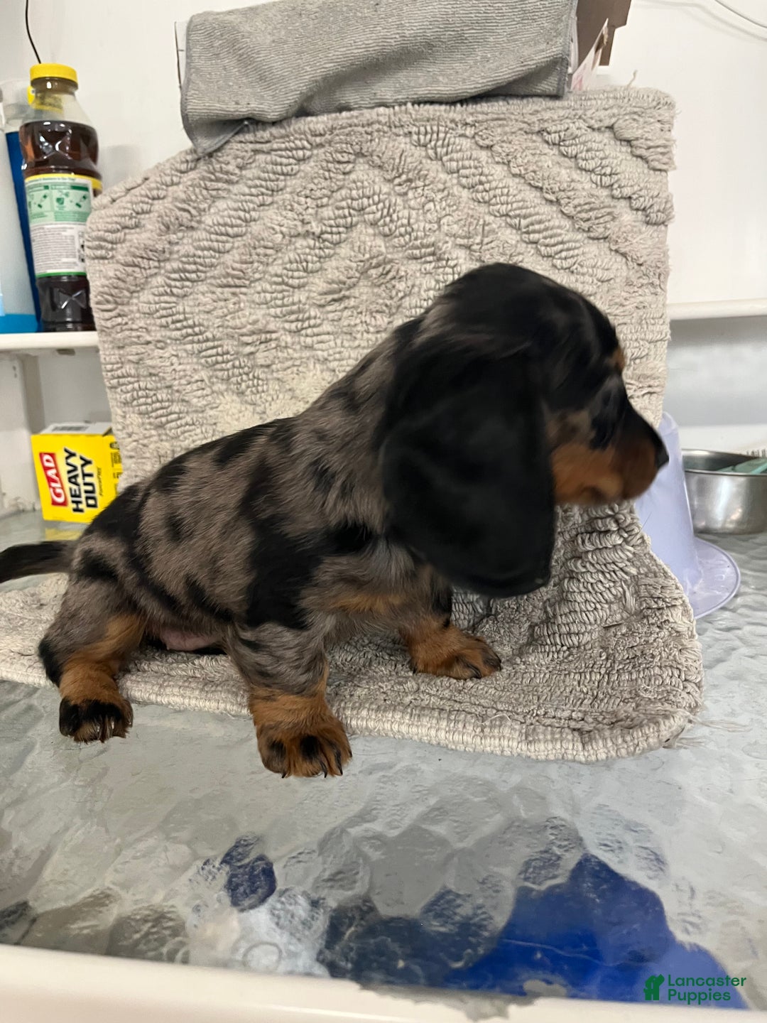 Miniature Dachshund dogs for sale: Julia - Ad 2