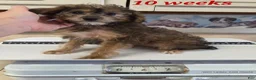 Yorkiepoo dogs for sale: Joey - Ad 5