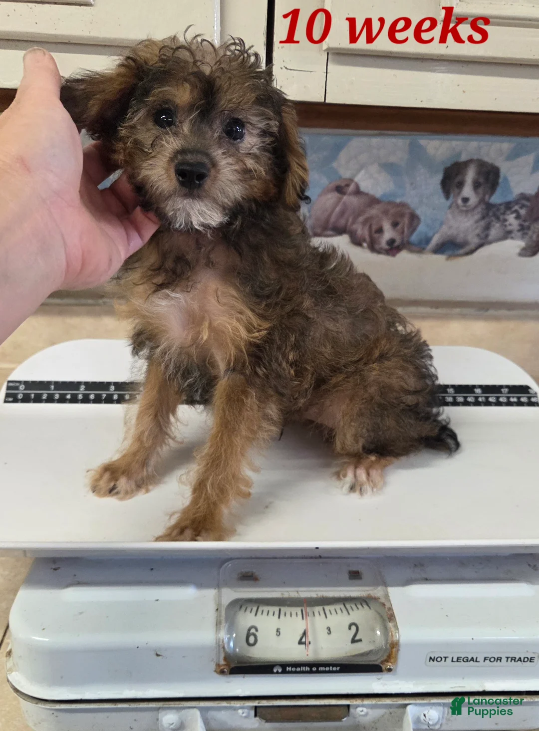 Yorkiepoo dogs for sale: Joey - Ad 5