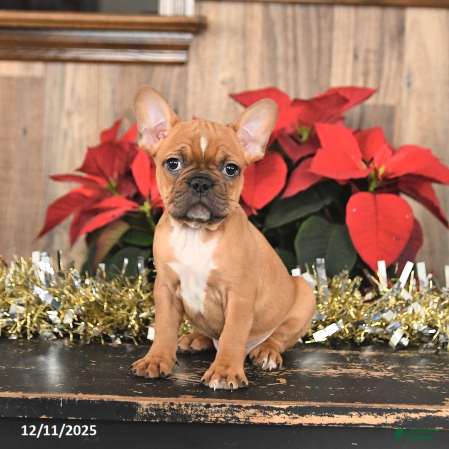 Frenchton dogs Happy - Ad 41