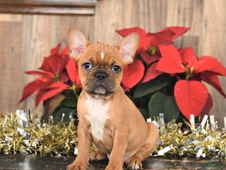 Frenchton dogs Happy - Ad 20