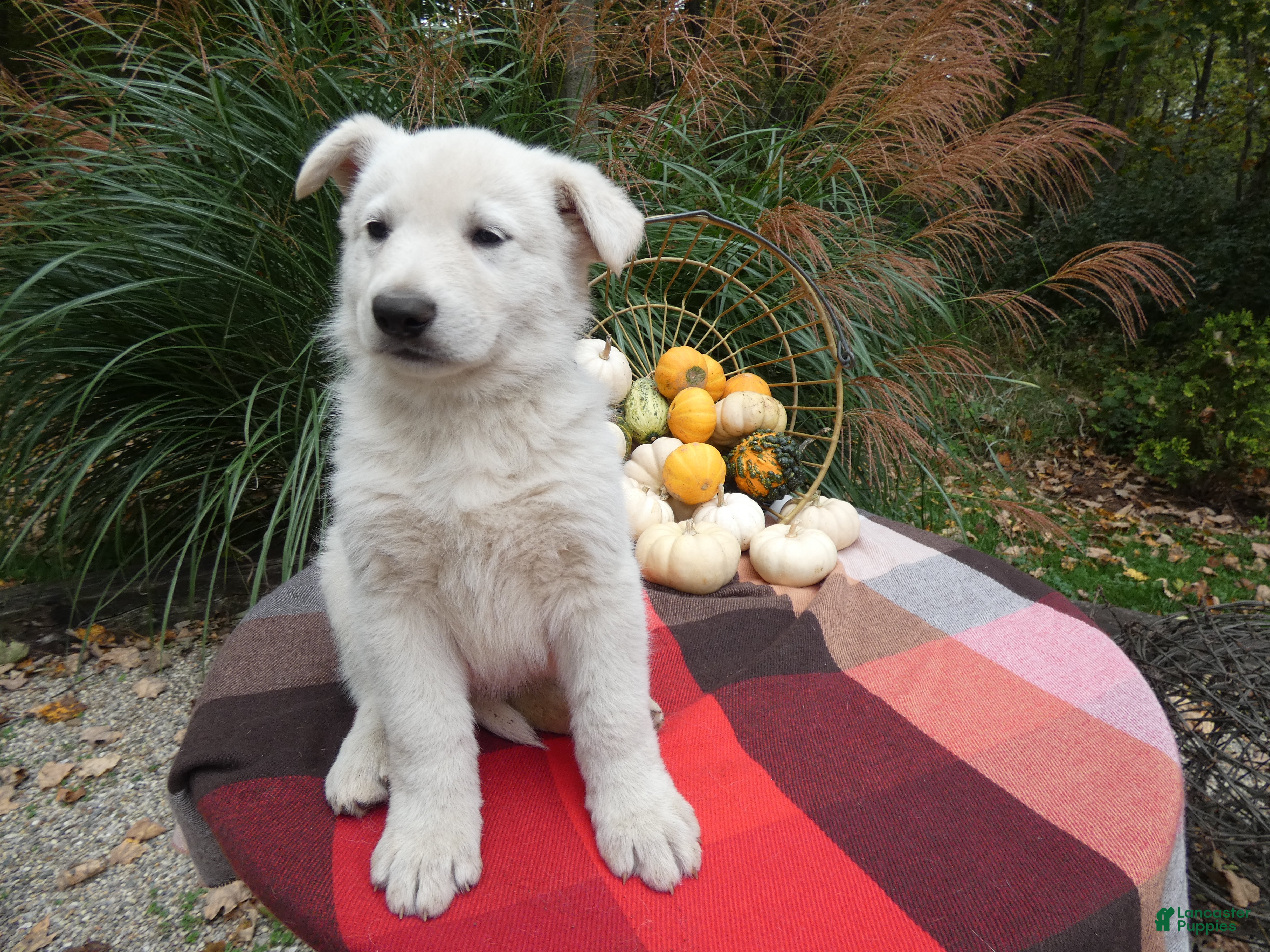 German Shepherd dogs for sale: German Shepherd 1 Snowball - Ad 3
