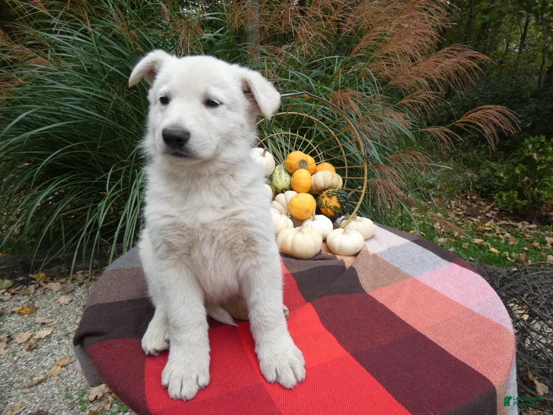 German Shepherd dogs for sale: German Shepherd 1 Snowball - Ad 1