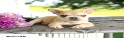 Frenchton dogs for sale: Marty - Ad 4