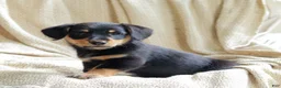 Mixed Breed dogs for sale: Otto - Ad 4