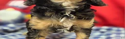 Cockapoo dogs for sale: Batty - Ad 14