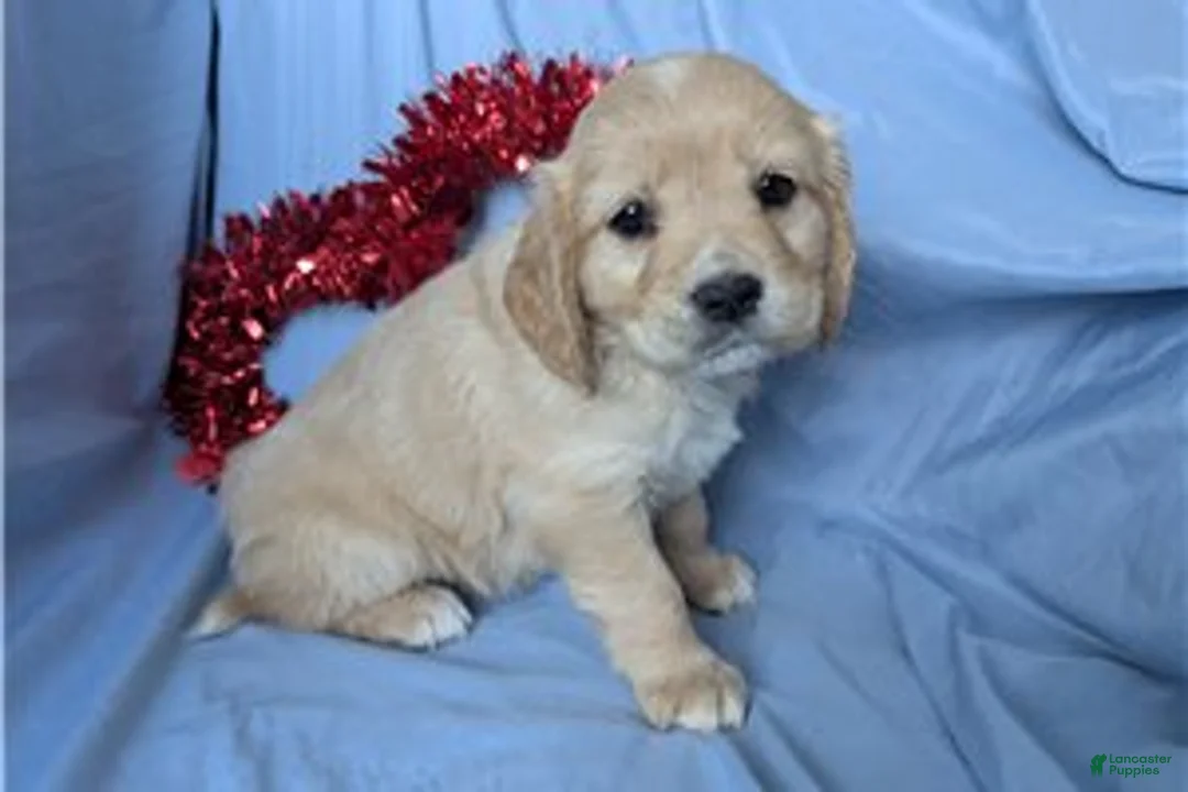 Mixed Breed dogs for sale: Ginger - Ad 3