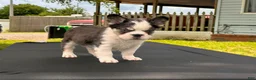 French Bulldog dogs for sale: Puddin Pop - Ad 3