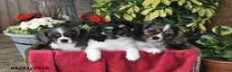 Cavalier King Charles Spaniel dogs for sale: Cody - Ad 3