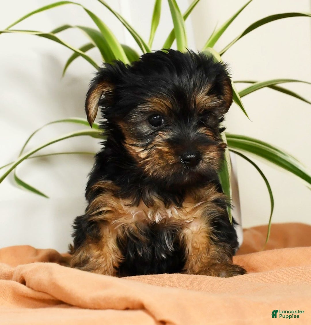 Yorkshire Terrier dogs for sale: Bella - Ad 3