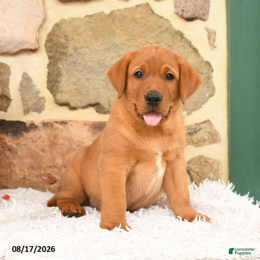 Labrador Retriever dogs Bambi - Ad 1