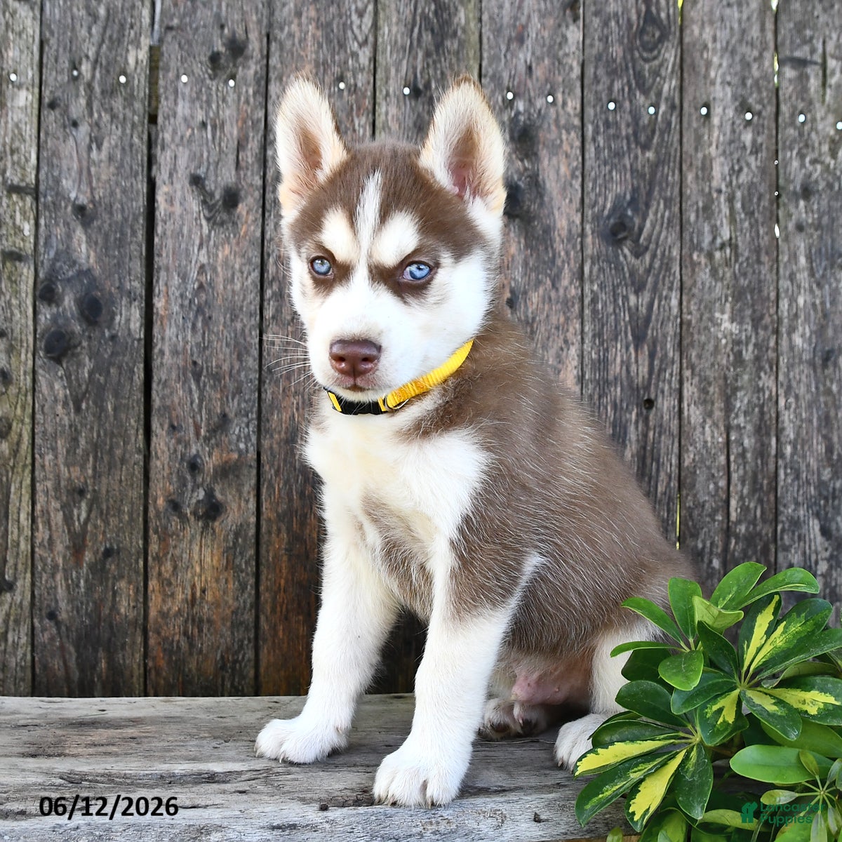 Siberian Husky dogs Logan - Ad 2