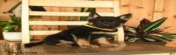 German Shepherd dogs for sale: Jeanie - Ad 4
